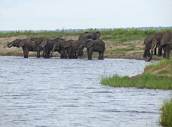 A herd of elephants along the Chobe River.