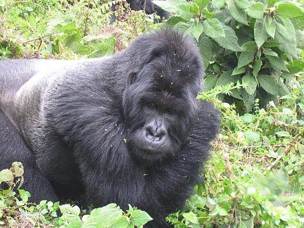 Silverback Mountain Gorilla, Volcanoes National Park.