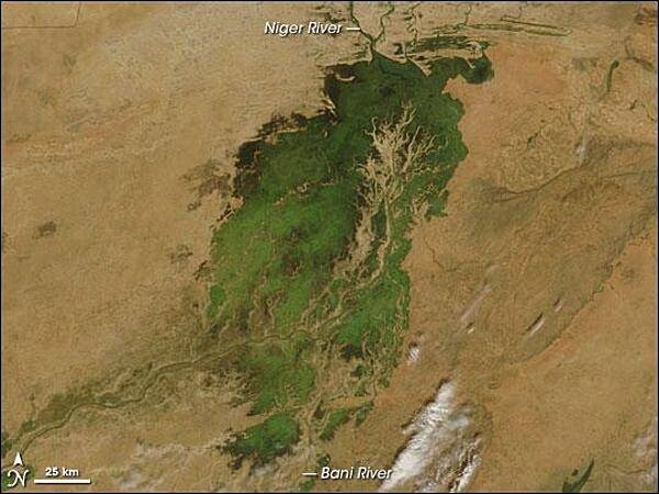 A closer view of the Inland Niger Delta. Fed by floodwaters from the Niger River, the Bani River, and a network of smaller streams, this inland delta grows to some 20,000 sq km (7,700 sq mi) during the four-month rainy season that begins each July. During the dry season, the inland delta can shrink to roughly 3,900 sq km (1,500 sq mi).

This satellite picture of the Inland Niger Delta was taken shortly after the end of the rainy season when the landscape remained lush and green. This inland delta is a complex combination of river channels, lakes, swamps, and occasional areas of higher elevation. One such elevated area is obvious in this image, and it forms a branching shape, like a tan tree pushing up toward the north. This wet oasis in the African Sahel provides habitat both for migrating birds and West African manatees. The fertile floodplains also provide much needed resources for the local people, who use the area for fishing, grazing livestock, and cultivating rice. Image courtesy of NASA.