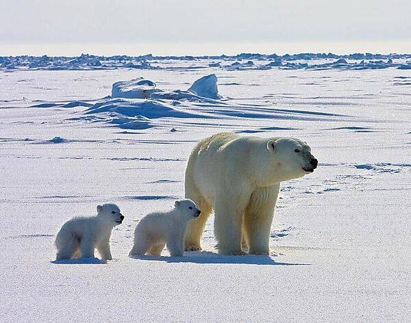 An adult female polar bear and her two cubs travel across the sea ice of the Arctic Ocean north of the Alaska coast. Photo courtesy of the US Geologic Survey/ Mike Lockhart.