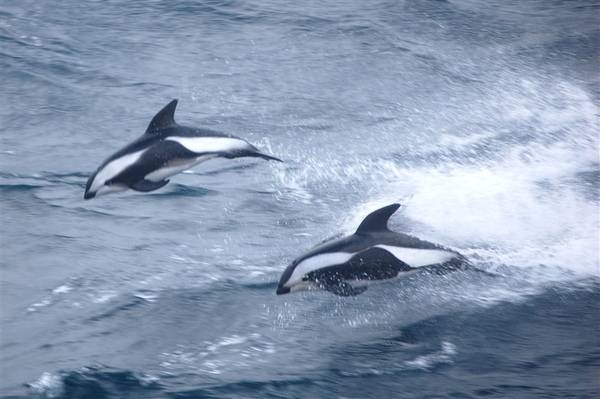 Hourglass dolphins live in the southern circumpolar waters from close to the Antarctic ice pack to about 45 degrees south. They are distinctively colored but not yet well studied. Hourglass dolphins frequently bow-ride waves from ships (i.e., within the waves induced by the bow of the moving vessel). Photo courtesy of NOAA / Elizabeth Crapo.
