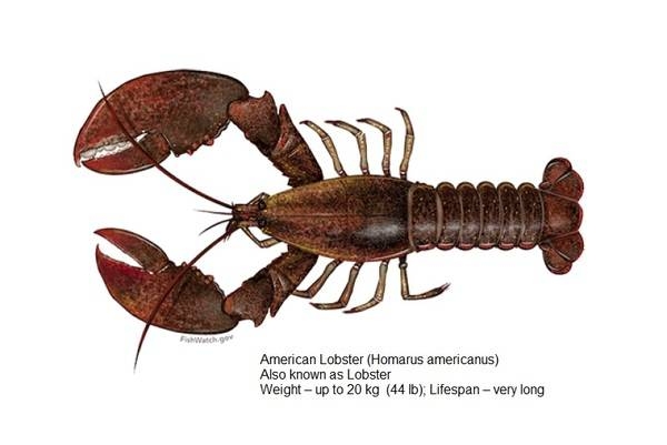 Atlantic Lobster