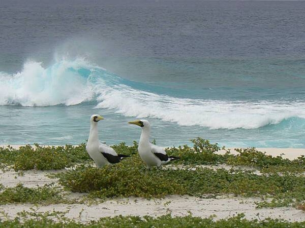 Two masked boobies patrol the shoreline on Baker Island National Wildlife Refuge in the Pacific Ocean 2,600 km (1,600 mi) southwest of Honolulu. Image courtesy of USFWS.