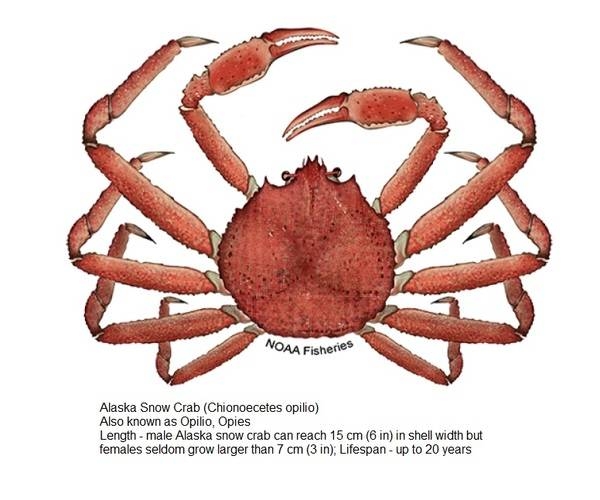 Alaska Snow Crab