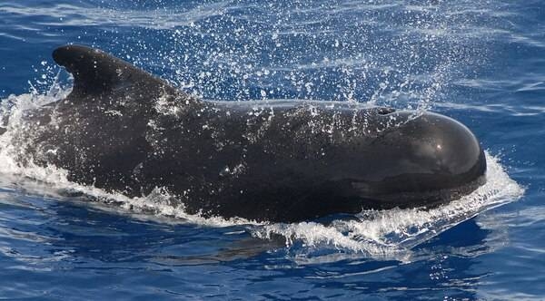 A pilot whale breaks the ocean surface. Pilot whales are among the largest members of the dolphin family, exceeded in size only by the orca (killer whale). They feed primarily on squid, but will also hunt various fish. Highly social, they may remain with their birth pod throughout their lifetime. Image courtesy of NOAA / Adam Li.