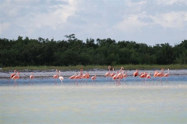 Flamingos on Isla Holbox off the Yucatan Peninsula. Photo courtesy of NOAA.