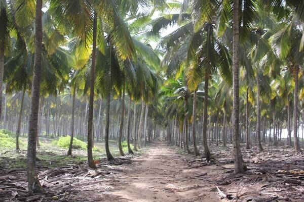 A grove of coconut trees in a village not far from Abidjan.