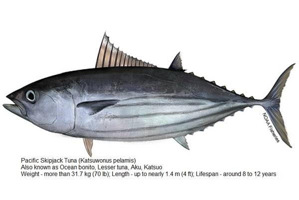 Pacific Skipjack Tuna