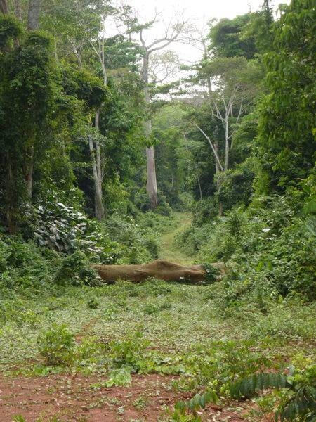 Deforestation rates can be mitigated if a logging company abandons or closes roads. Abandoned roads reduce human traffic and allow vegetation to regrow. The image shows an abandoned road that is overgrown with regenerating trees and plants. The plant species pictured are popular for gorillas to feed on and can help restore the gorillas’ natural habitat. Sometimes a road can be closed off by simply using a log to prevent vehicles from entering. Photo courtesy of NASA / Fritz Kleinschroth.