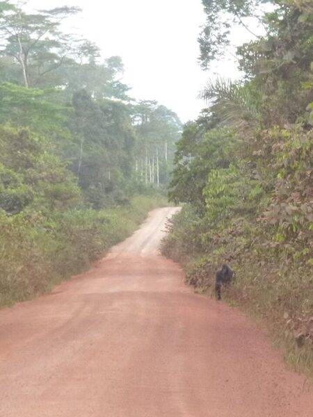Road networks have expanded in the Republic of the Congo; the roads bring people deeper into the jungle and closer to wildlife. In general, forest roads lead to more human activity and to unregulated or destructive events, such as poaching, mining, or illegal logging. The image of a roadside gorilla demonstrates how roads are encroaching on wildlife habitats. Photo courtesy of NASA / Fritz Kleinschroth.