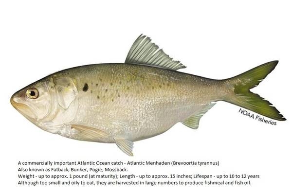 Atlantic Menhaden