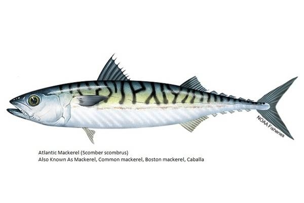 Atlantic Mackerel