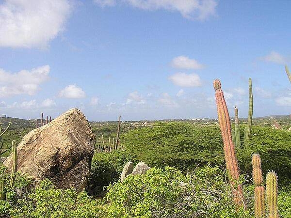 Desert vegetation at Arikok National Park. The park extends over about 18% of the island.