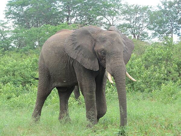 Elephant on the move at Chobe National Park, Botswana's first national park and also its most biologically diverse. Located in the north of the country, it has one of the greatest concentrations of game in all of Africa.