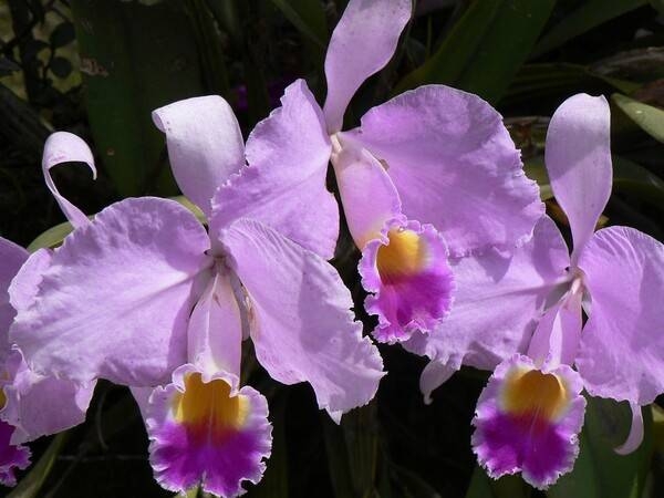 The Cattleya trianae orchid is the national flower of Colombia and is named in honor of the 19th century Colombian botanist Jose Jeronimo Triana.