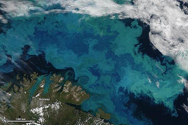 Brilliant shades of blue and green explode across the Barents Sea in this natural-color satellite image taken on 14 August 2011. The color was created by a massive bloom of phytoplankton that is common in the area each August. The clear view is a rare treat since the Barents Sea is cloud-covered roughly 80 percent of the time in summer. Plankton blooms spanning hundreds or even thousands of kilometers occur across the North Atlantic and Arctic Oceans every year. Many species thrive in the cooler ocean waters, which tend to be richer in nutrients and plant life than tropical waters. 

The area in this image is located immediately north of the Scandinavian peninsula. The region is a junction where several ocean current systems - including the Norwegian Atlantic, the Persey, and east Spitsbergen currents - merge and form a front known as the North Cape Current. The intersecting waters, plus stiff winds, promote mixing of waters and of nutrients from the deep. Image courtesy of NASA.