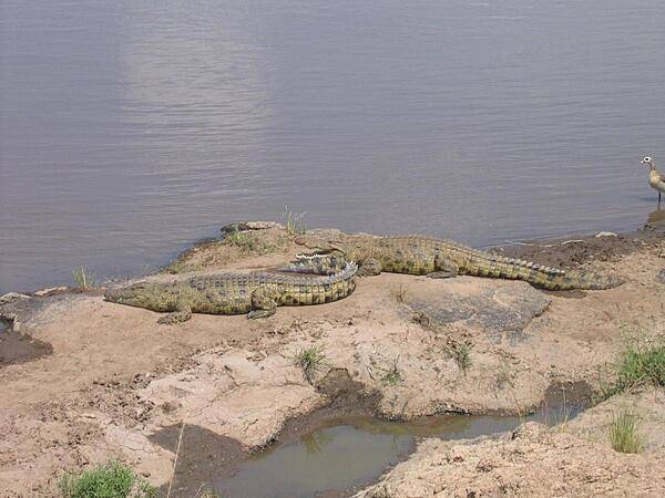 Crocodiles along the Mara River.
