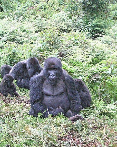 Endangered Mountain Gorillas, Volcanoes National Park.