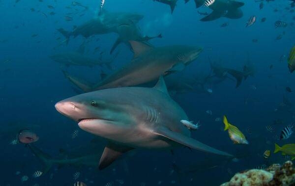 The bull shark is commonly found worldwide in warm, shallow brackish waters along coasts and in rivers; it may survive for significant periods in salt water. It is known for its aggressive nature. Bull sharks are large and stout, and can grow to 2.4 m (7.9 ft) long and 130 kg (290 lbs) as adults. Bull sharks have a bite force up to 5,914 newtons (1,330 lbf), among the highest of all investigated cartilaginous fishes. 
This photograph, taken in Fiji, depicts a bull shark in the foreground with at least 20 other bull sharks in the deep blue background along with other reef fish.
