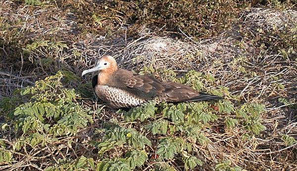 Resting frigatebird on Baker Island. Image courtesy of the US Fish and and Wildlife Service.