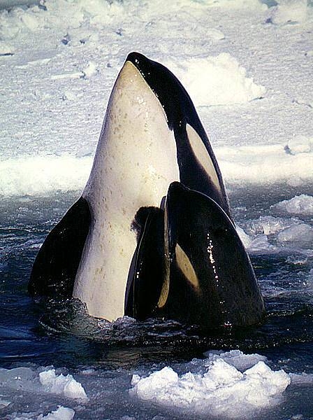 An orca mother-calf pair in the Ross Sea. Photo courtesy of the National Science Foundation Office of Polar Programs / Robert Pitman.
