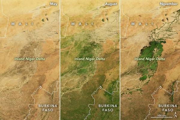 A seasonal emerald in the Sahel - the Inland Niger Delta. It is one of the world’s most productive wetlands, even though it is mostly dry for nearly half of each year. Depending on the abundance and timing of rainfall upstream, the inland delta of the Niger River in Mali typically floods with water from roughly August to December. The result is a seasonal burst of green vegetation at the intersection of the Sahara Desert and the Sahel.

The waters that bathe this delta originate in the Guinea Highlands, where wet season rains usually start to fall in July and then wind their way northeast into Mali on the Niger River. Upon reaching the southern reaches of the Inland Niger Delta, the waters spread out across floodplains and swamps full of reeds and wetland grasses. The northern portion of the delta is full of branching sand ridges and drying stream channels that emerge from the wetlands as the season progresses.

Inland deltas generally occur where rivers split and branch out across inland depressions, valleys, or former lake beds, often in arid areas. There are at least 86 inland deltas - sometimes referred to as megafans - spread across Africa. The Inland Niger Delta is the largest in western Africa. The green up is shown over a period of six months from May to November. Photos courtesy of NASA.