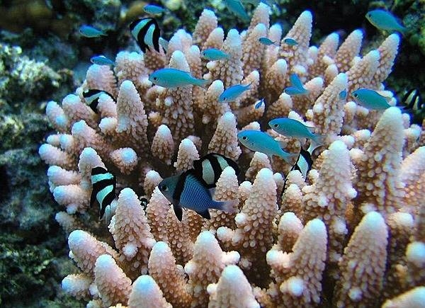 Bluegreen chromis damselfish hovering over coral; their Samoan name is i'alanumoana. Photo courtesy of the US National Park Service.