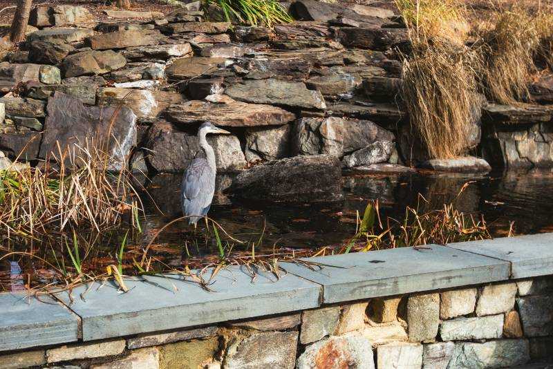 Heron in the Memorial Pond