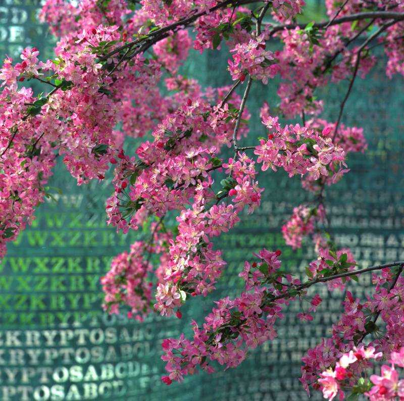 Kryptos with flowers