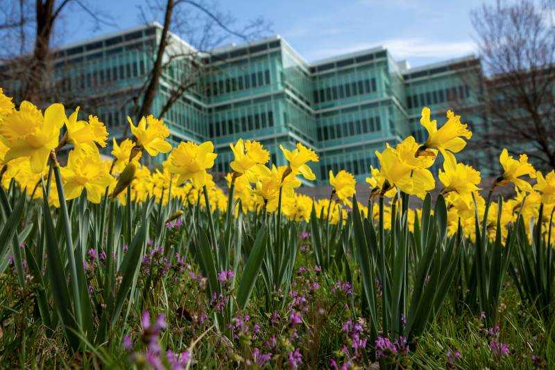 Daffodils at NHB