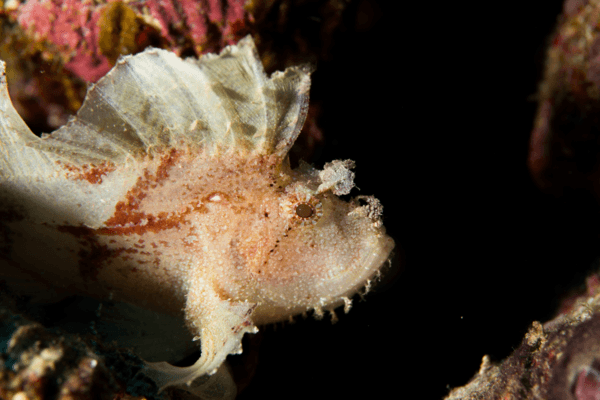 Leaf scorpionfish can be found in tropical waters, from the Indo-Pacific to East Africa and the Red Sea. Their color is highly variable and ranges from white, yellow, brown, green and purple to red. They molt their skin every two weeks and have the ability to change color on the molt. Their fins are relatively large, but are ill-suited for swimming. Leaf scorpionfish are usually found in crevices on larger rocks or in coral caves, where they can easily prey on sweepers and cardinalfish. Once their prey is within range they jump or hop towards it, sucking it into their mouths.