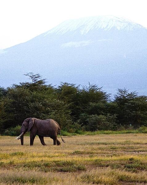 Dwarfed by Mt. Kilimanjaro (across the border in Tanzania), this elephant makes a solitary journey across a game park in Amboseli.