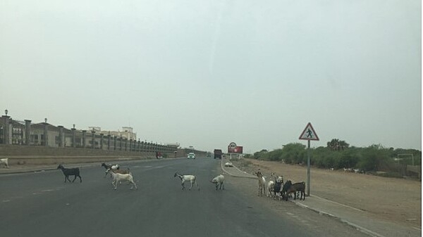 A city street in Djibouti. Less than half of Djibouti’s road network is paved. Primary routes include northern and southern links to the capital. Some roads are calm enough to allow a safe crossing for goats.