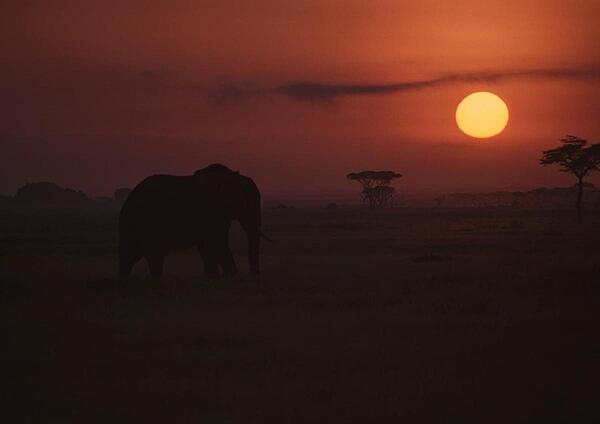 This solitary elephant slowly makes its way across the game reserve as the sun sets on Amboseli National Park.  Early morning and evening game drives introduce safari goers to the incredible beauty of this African treasure.