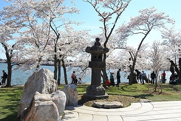 Just north of the Tidal Basin, in a grove of cherry trees where rests a centuries-old granite Japanese lantern. Photo courtesy of the National Park Service.