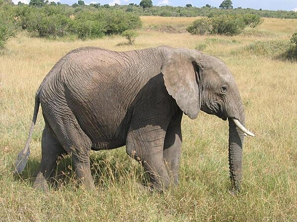 Elephant in the Masai Mara National Reserve in Kenya.