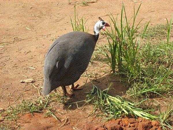 Guinea birds are ubiquitous in Uganda and may be either wild or domesticated.