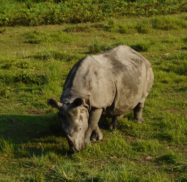 One of the many Indian rhinoceros found at the Chitwan National Park (CNP) in Kasara, Chitwan, which was Nepal's first national park. Established in 1973 and granted World Heritage Site status in 1984, the park lies in the subtropical Inner Terai lowlands of south-central Nepal and covers an area of 953 sq km (368 sq mi).