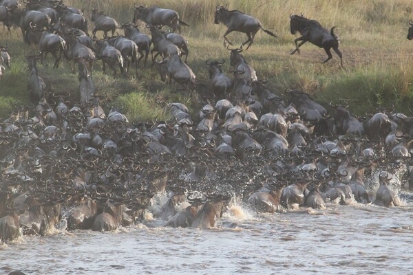 In search of greener pastures, wildebeest annually travel an 800-km (500-mi) loop between the Serengeti National Park in Tanzania and the Masai Mara Park in Kenya. The trek is the largest mammal migration on earth.