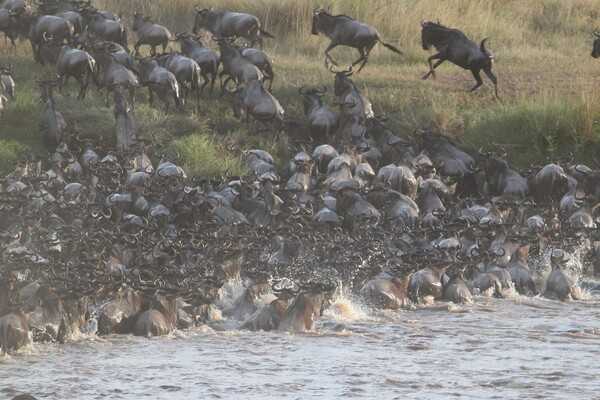 In search of greener pastures, wildebeest annually travel an 800-km (500-mi) loop between the Serengeti National Park in Tanzania and the Masai Mara Park in Kenya. The trek is the largest mammal migration on earth.