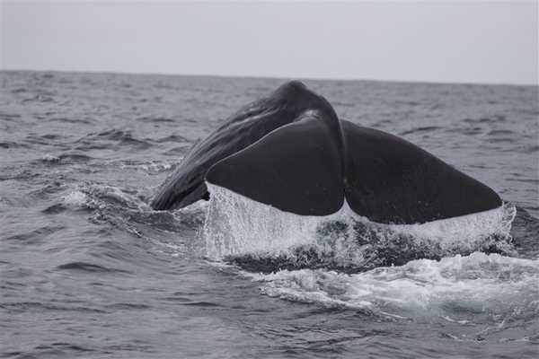 The distinctive triangular flukes of a sperm whale. Image courtesy of NOAA.