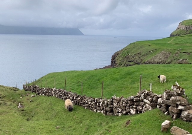 The Faroese sheep is a breed native to the Faroe Islands that has long played an integral part in island traditions. The Faeroes name may derive from the old Norse word “faer” meaning sheep, and a silver ram is on the Faroe Islands' coat of arms. Faroese sheep tend to have very little flocking instinct due to no natural predators, and will range freely year round in small groups in pastureland that ranges from meadows to rugged rocky mountaintops. The Faroe Islands are an autonomous territory of Denmark.