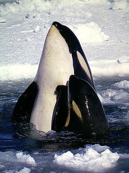 An orca mother-calf pair in the Ross Sea. Photo courtesy of the National Science Foundation Office of Polar Programs / Robert Pitman.