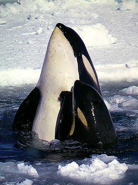 An orca mother-calf pair in the Ross Sea in the Southern Ocean. Photo courtesy of the National Science Foundation Office of Polar Programs / Robert Pitman.