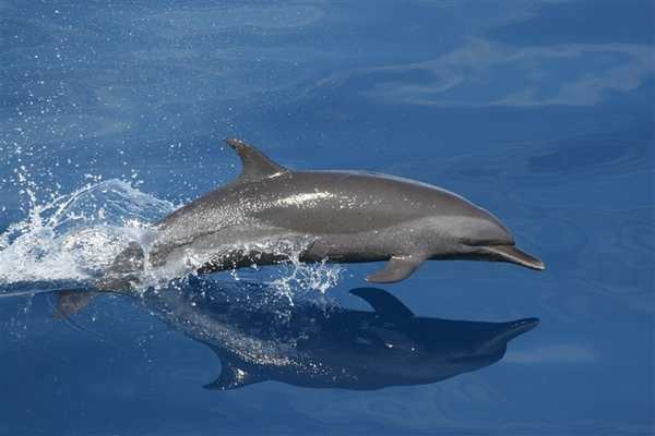 A Pacific spotted dolphin in mid-jump. Image courtesy of NOAA / Chris Cutler.