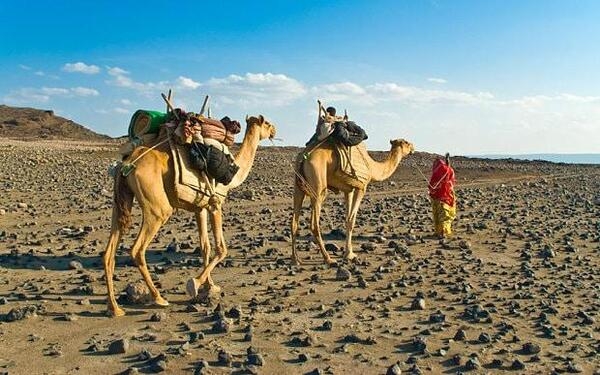 Camels have been used for transporting goods across deserts for thousands of years. Camels are the only desert animals that can carry heavy loads of goods and travel for a long period of time without food or water.