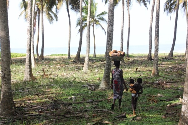 Gathering coconuts along the shore near Abidjan.