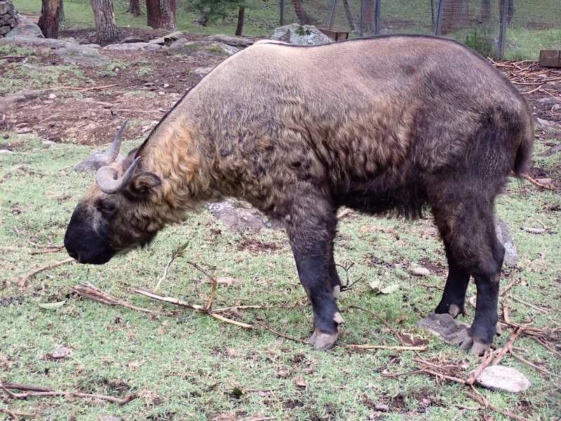 The takin is the National Animal of Bhutan and holds an important place in the country’s culture, religion, and national identity as well as appearing on the country’s currency.  A large, muscular, and stocky animal weighing up to 272 kg (600 lbs), its thick brownish-yellow coat and strong legs allow the takin to survive in high altitudes and rocky terrain found in the subalpine forests of the Bhutanese mountains and eastern Himalayas, India, and China.  Takins are listed as Vulnerable on the International Union for Conservation of Nature’s Red List of Threatened Species and are protected under Bhutanese law. The pictured takin lives at Royal Takin Preserve Bhutan’s capital, Thimphu.