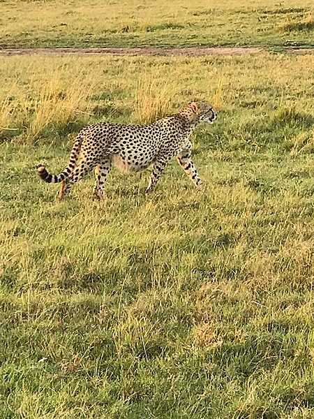 A male cheetah in the morning sunlight in Kenya.