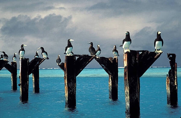 Brown boobies stake out positions on top of the posts of an old pier at Johnston Atoll National Wildlife Refuge. Image courtesy of USFWS/ Lindsey Hayes.